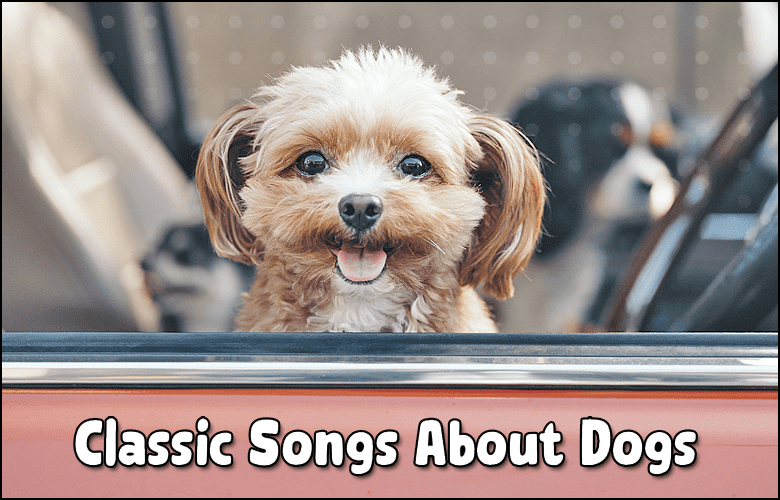 dog in a classic car listening to Classic Songs about Dogs